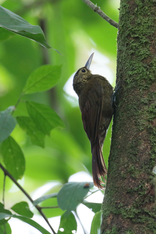 Spotted Woodcreeper